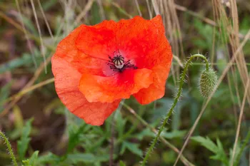 Poppy close-up.jpg